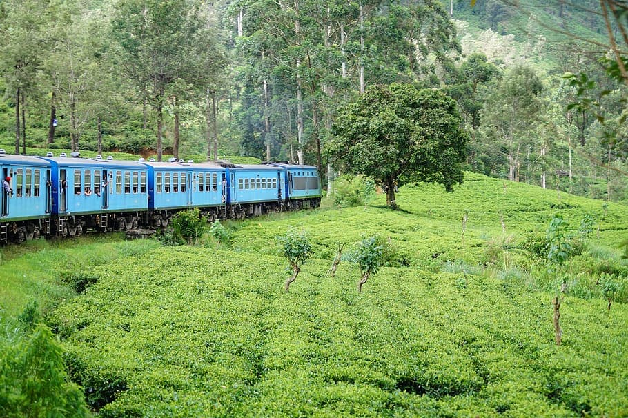 Visit the scenic town of Nuwara Eliya, often referred to as 'Little England' due to its colonial architecture and cool climate. Enjoy a guided tour of a local tea plantation, learning about the tea-making process and sampling some of the world's finest teas amidst the lush greenery of the highlands.