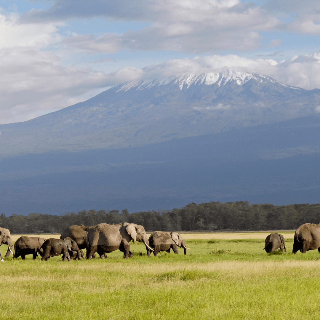 Witness the grandeur of Mount Kilimanjaro towering over the horizon as you explore Amboseli National Park. This park offers one of the most classic and breathtaking views of Kenya, teeming with wildlife including large herds of elephants, making it a must-visit for nature lovers and photographers.