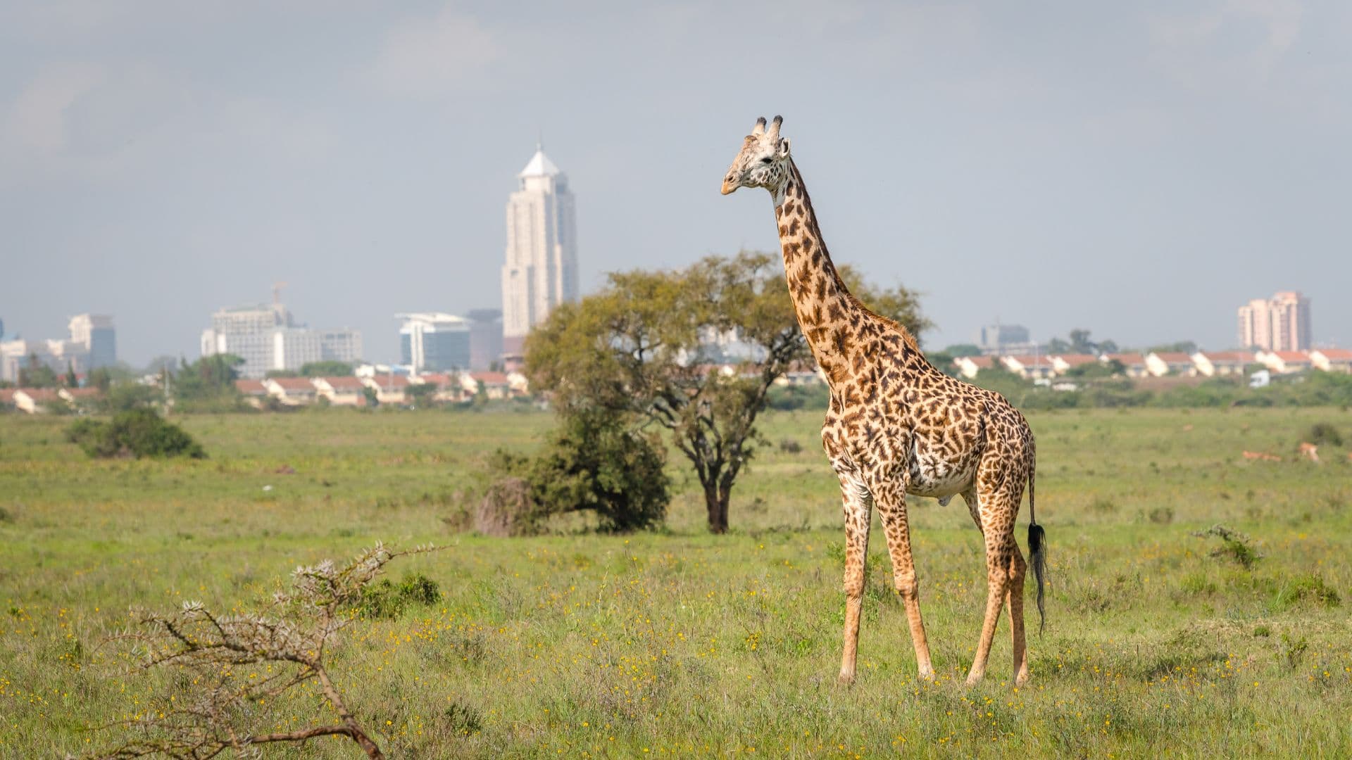 Explore the Untamed Beauty of Kenya: A 5-Day Safari Adventure!
