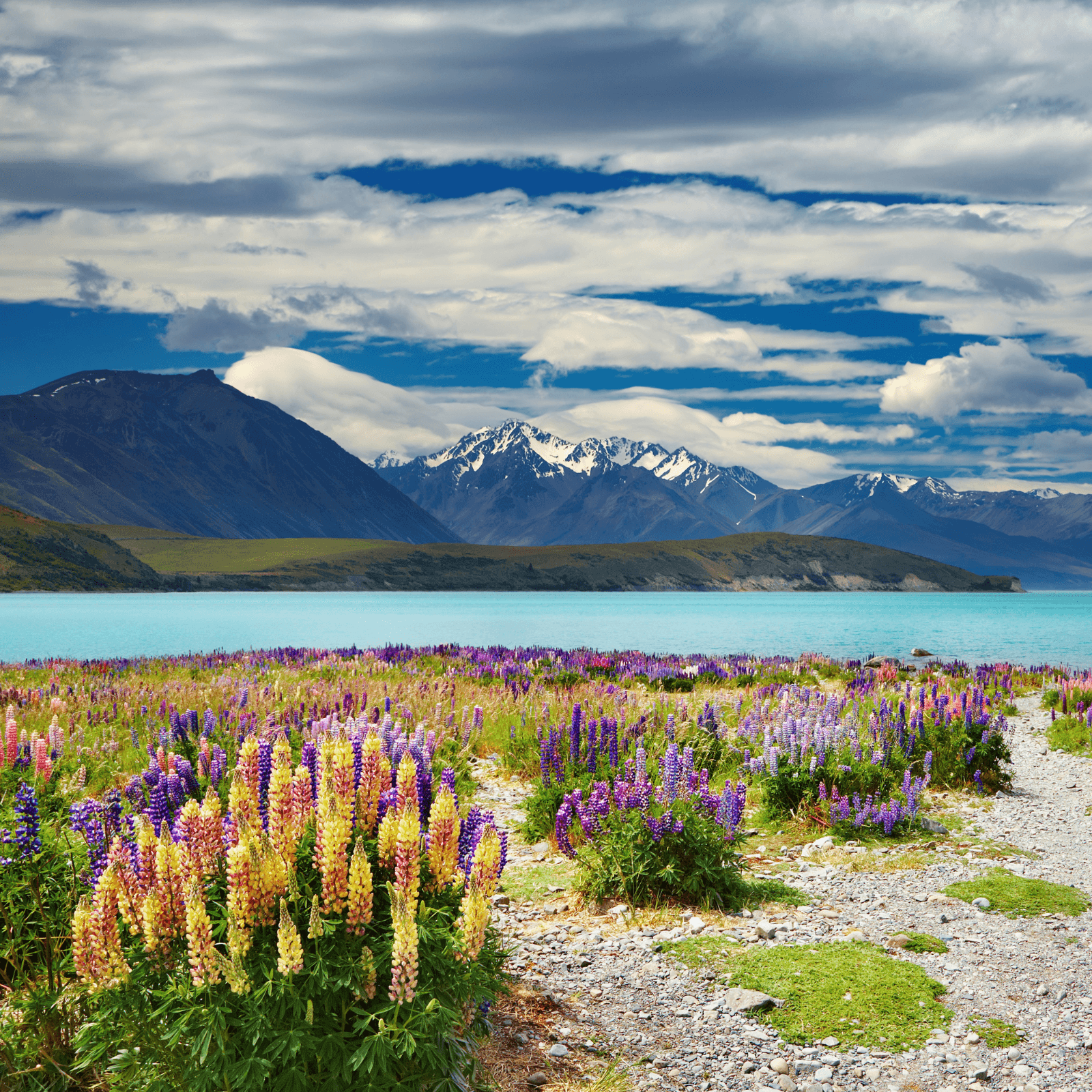 Scenic Landscapes: Witness the beauty of Lake Tekapo, Aoraki Mt Cook, and Milford Sound.