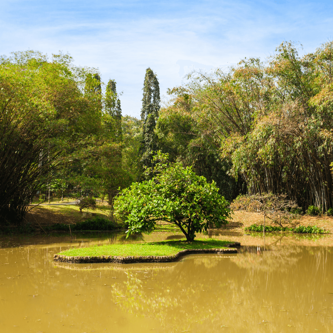 Immerse yourself in the lush greenery of the Peradeniya Botanical Gardens, home to a vast collection of orchids and other exotic plants. This botanical wonder is a peaceful retreat and a highlight for nature lovers.