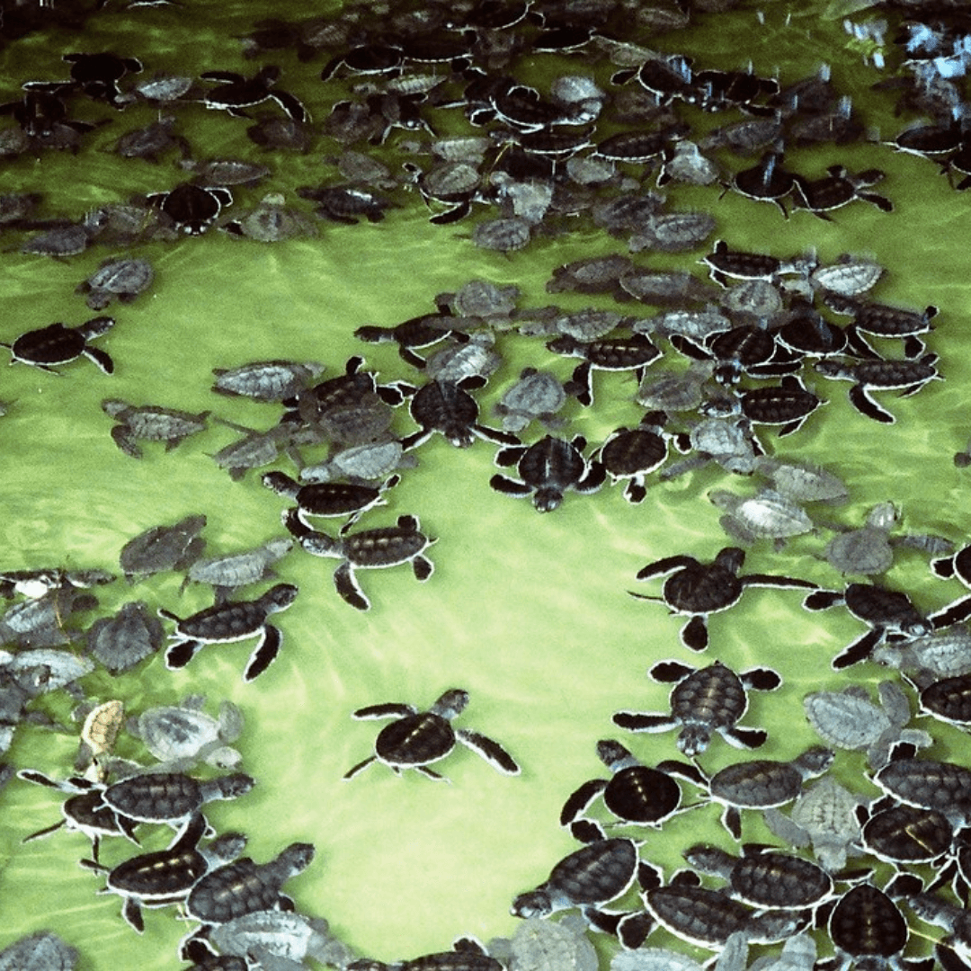 Witness the conservation efforts at a local turtle hatchery in Bentota. This inspiring visit offers a chance to learn about and contribute to the protection of endangered sea turtles, making for a memorable and impactful experience.