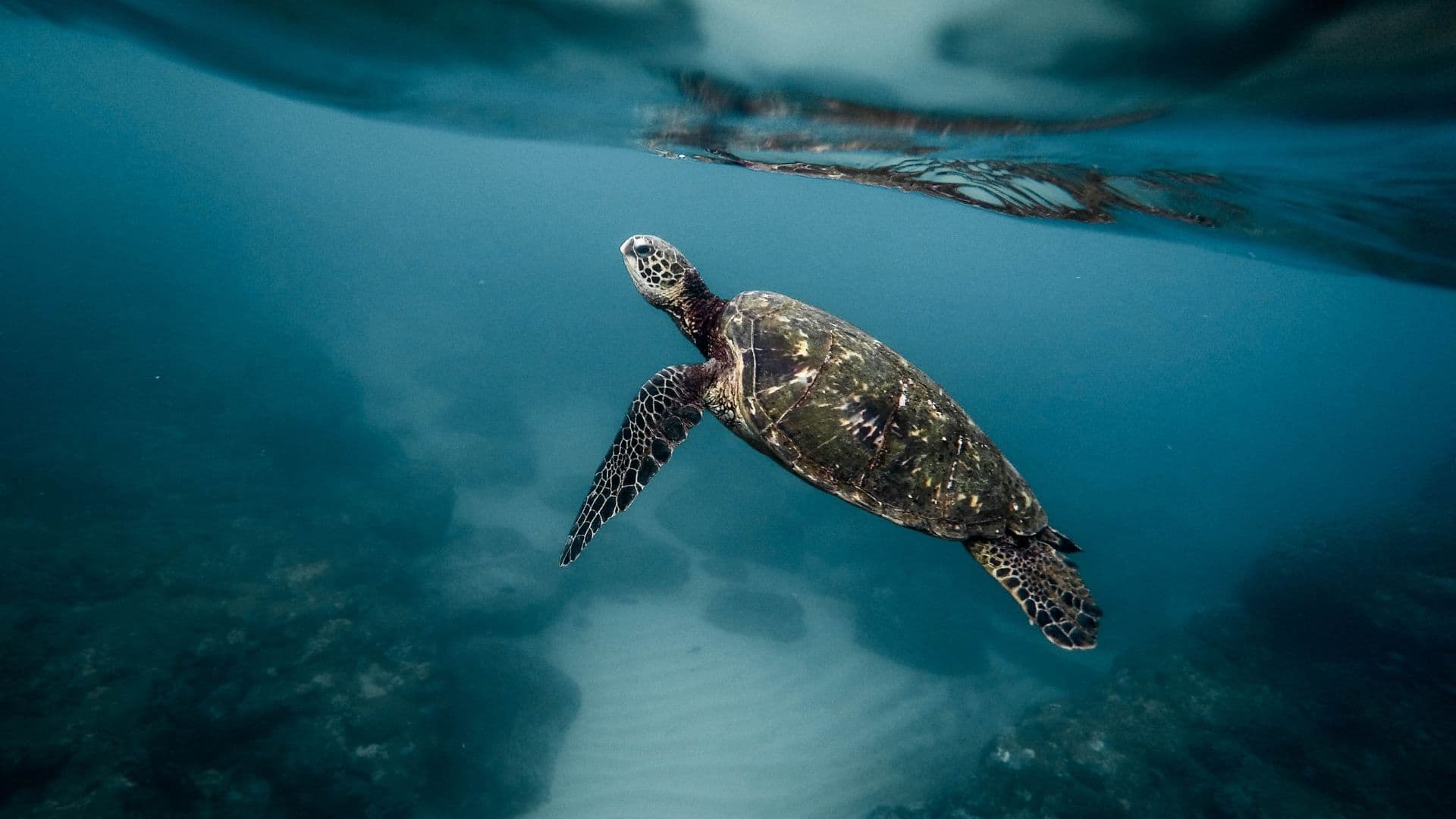 Turtle Hatchery Visit – Witness conservation efforts firsthand at Bentota’s turtle hatcheries, a rewarding experience for nature enthusiasts.