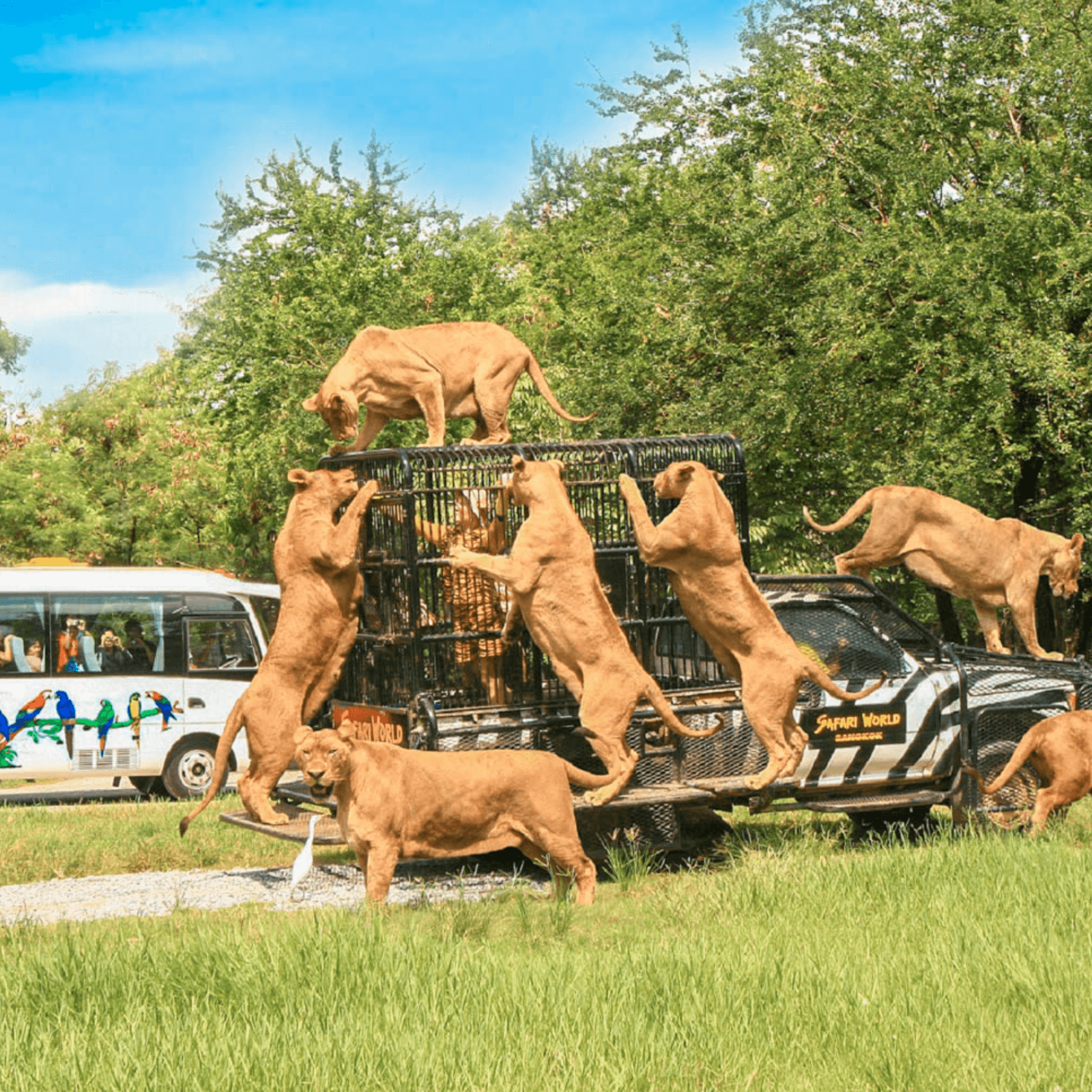 Experience a thrilling wildlife safari at Safari World