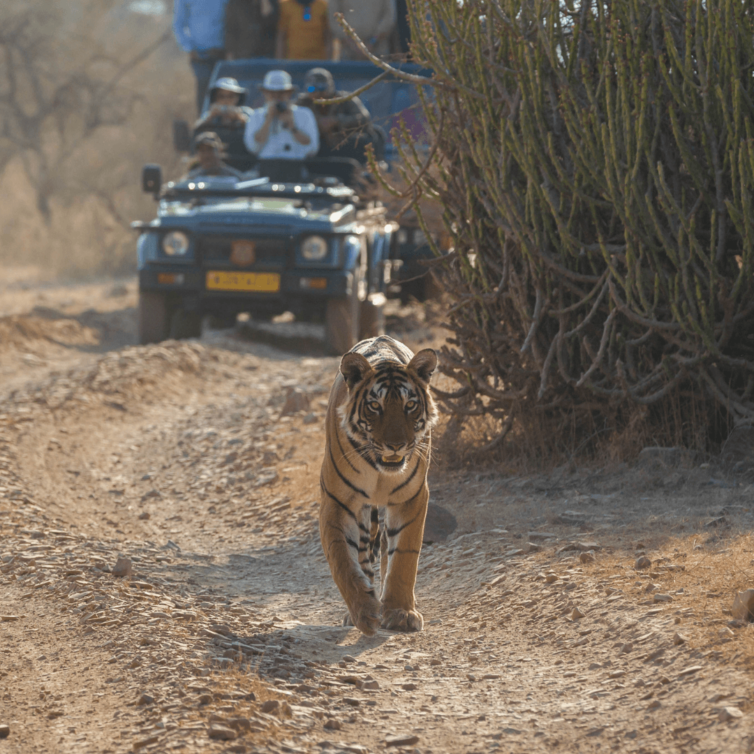 Experience an exhilarating Jeep safari in Corbett National Park, a sanctuary for the Royal Bengal Tiger and a plethora of other wildlife species set against the backdrop of the Himalayan foothills.