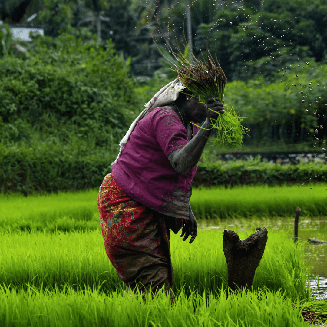 Visit Kuttanad, the 'Rice Bowl of Kerala', and see the unique farming land below sea level, surrounded by a scenic landscape that's perfect for photography.