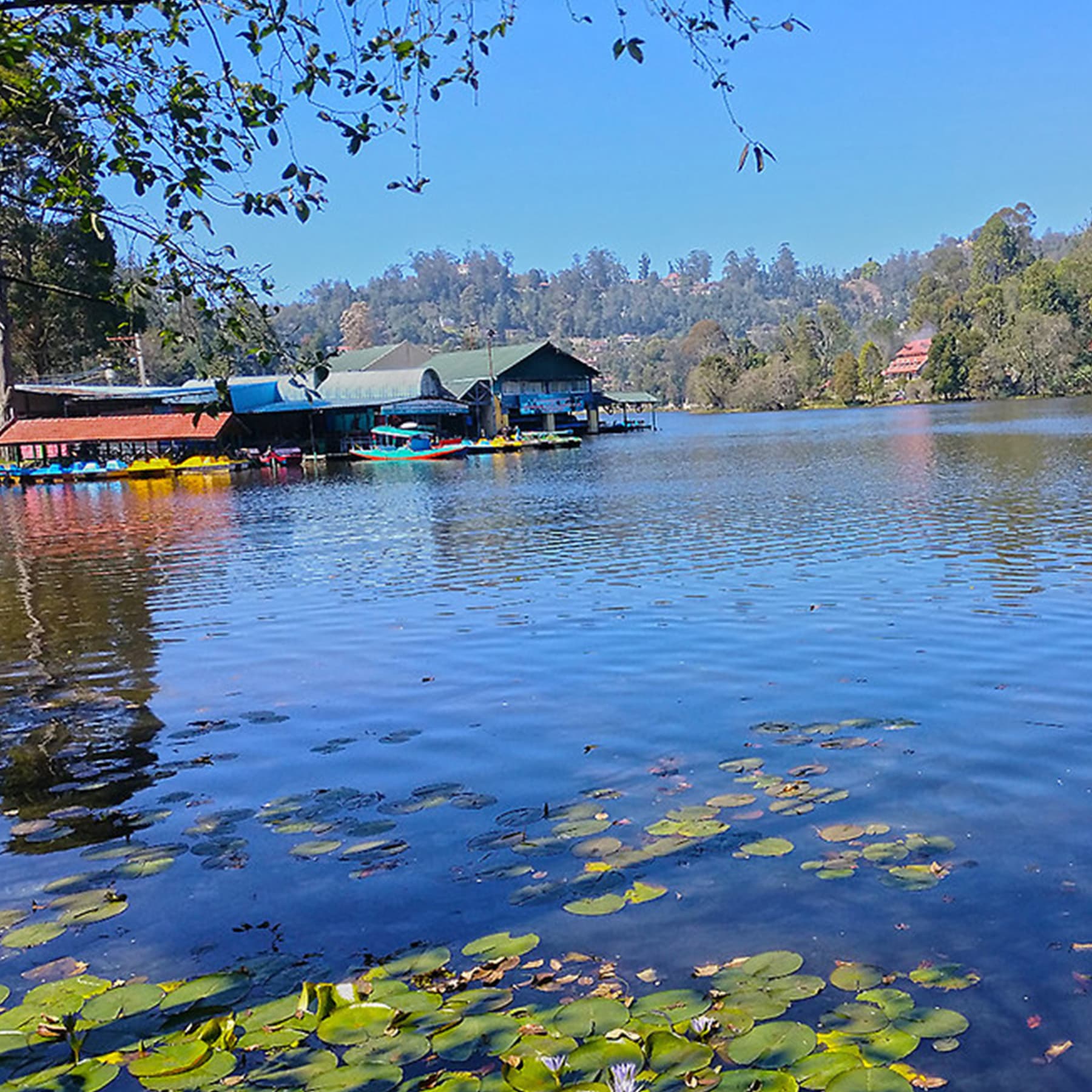 Berijam Lake, a serene haven in Kodaikanal, offers visitors a peaceful escape with its crystal-clear waters and lush surroundings, making it a perfect spot for nature photography and relaxation.