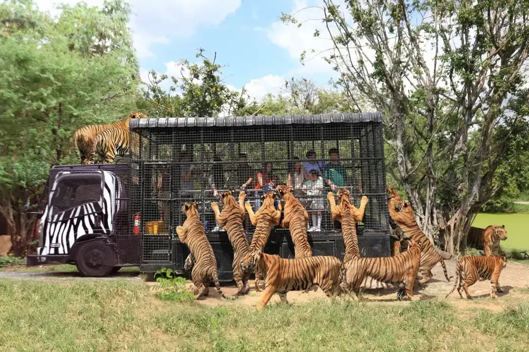 Bangkok Wildlife Adventure: Witness exotic animals up close at Safari World and Marine Park.